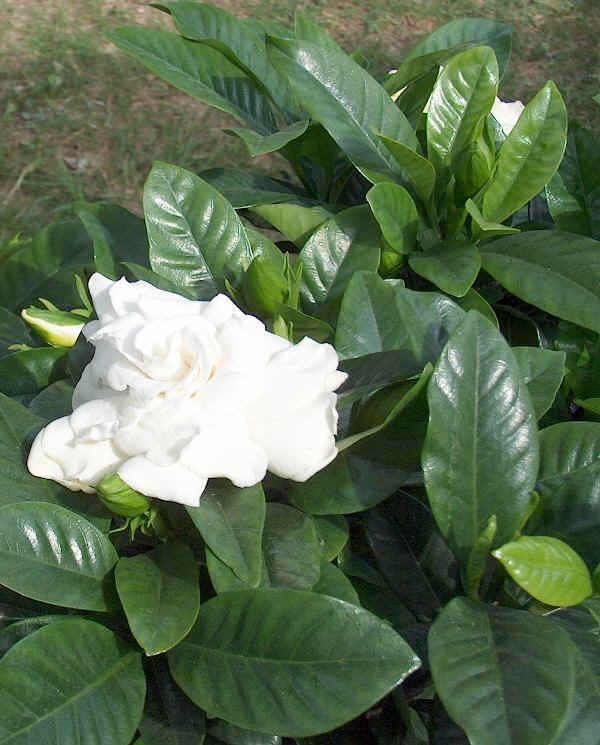 Gardenia