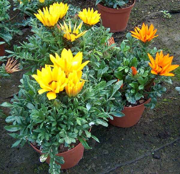 Gazania x hybrida