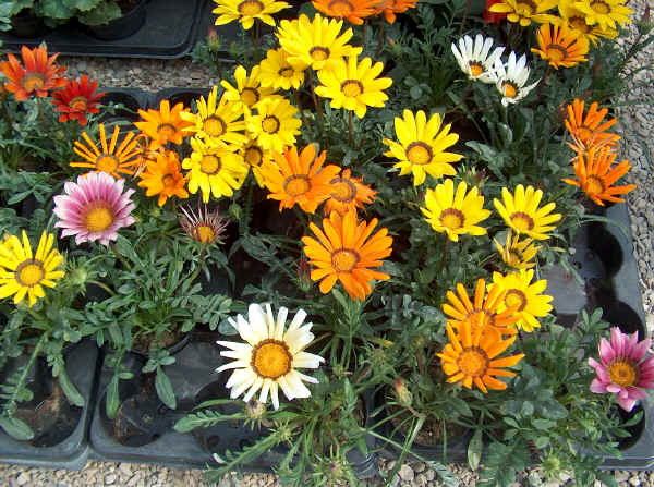 Gazania x hybrida