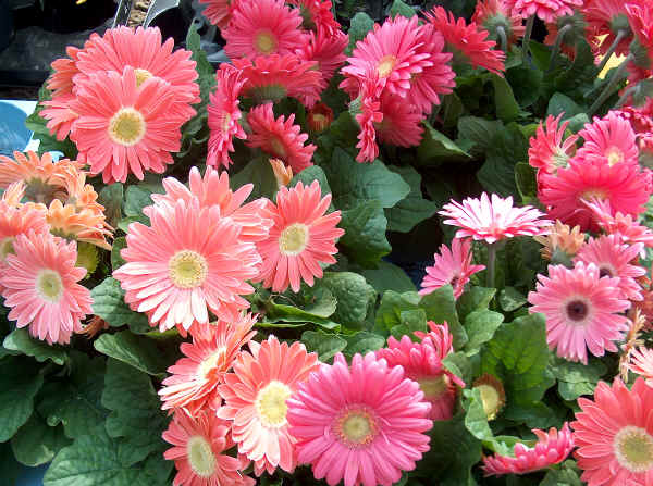 Gerbera jamesonii