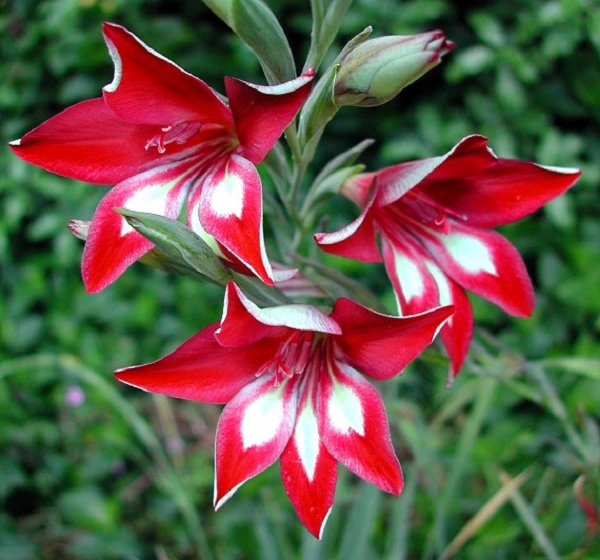 Gladiolus cardinalis