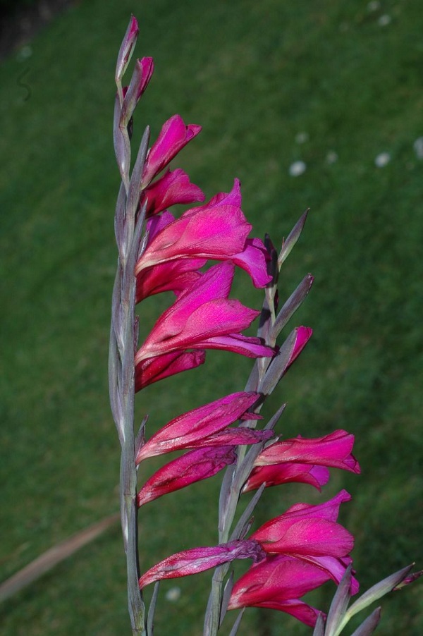 Gladiolus byzantinus