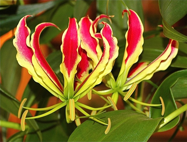 Gloriosa rothschildiana