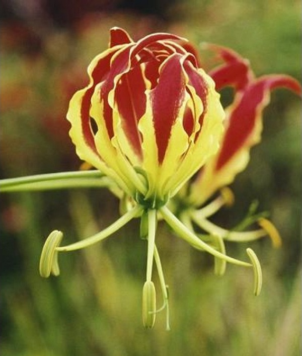 Gloriosa rothschildiana