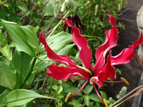 Gloriosa superba