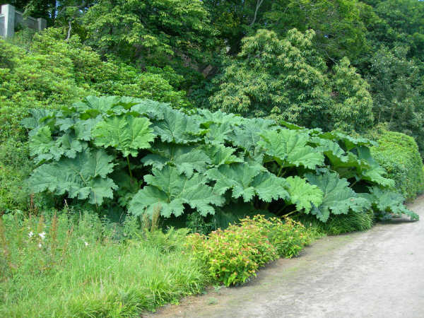 Gunnera manicata