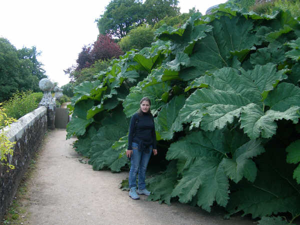 Gunnera manicata