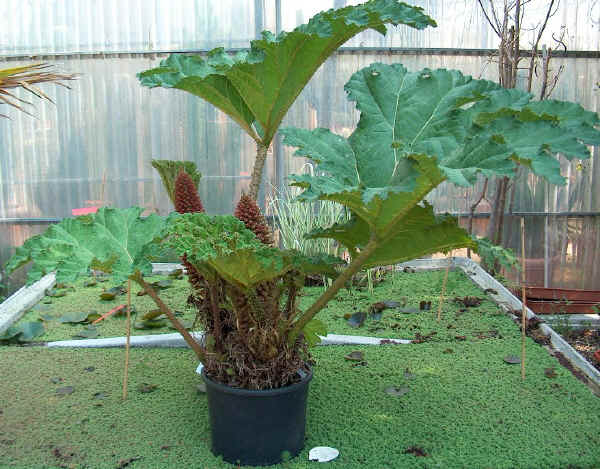 Gunnera manicata o brasiliensis