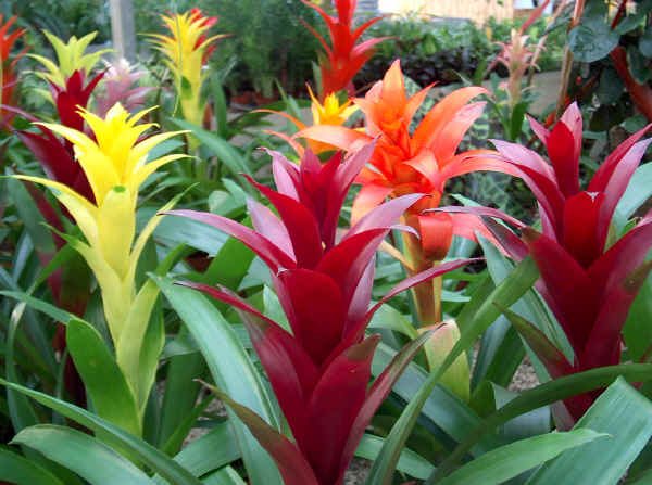 Guzmania