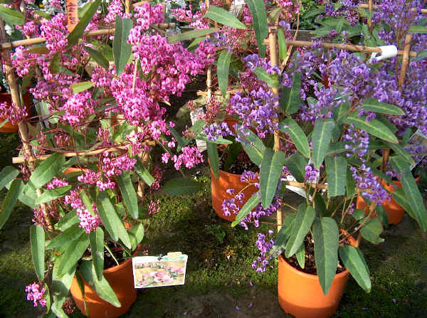 Hardenbergia violacea