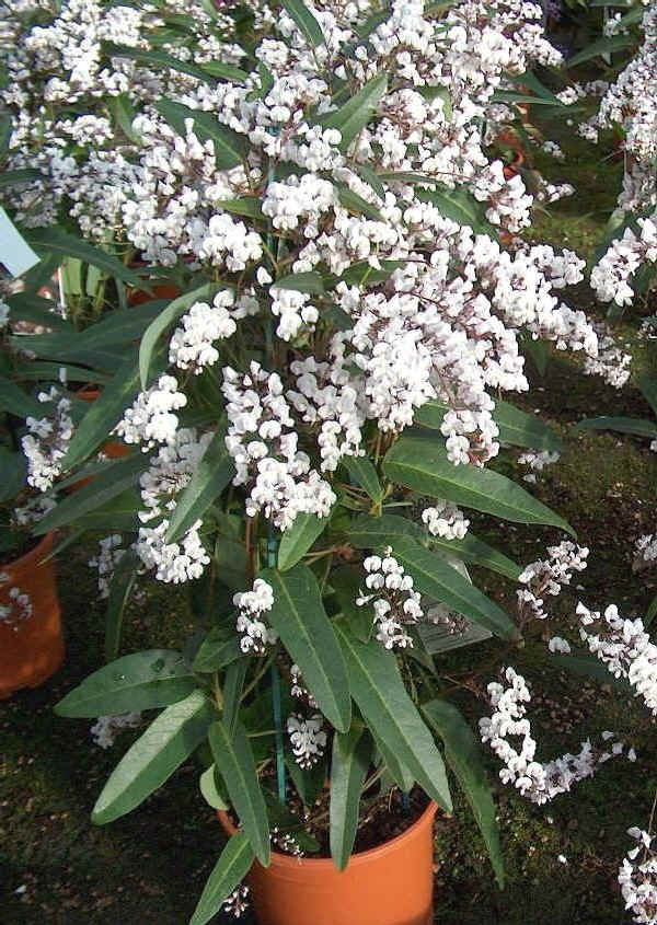 Hardenbergia violacea Free N Easy