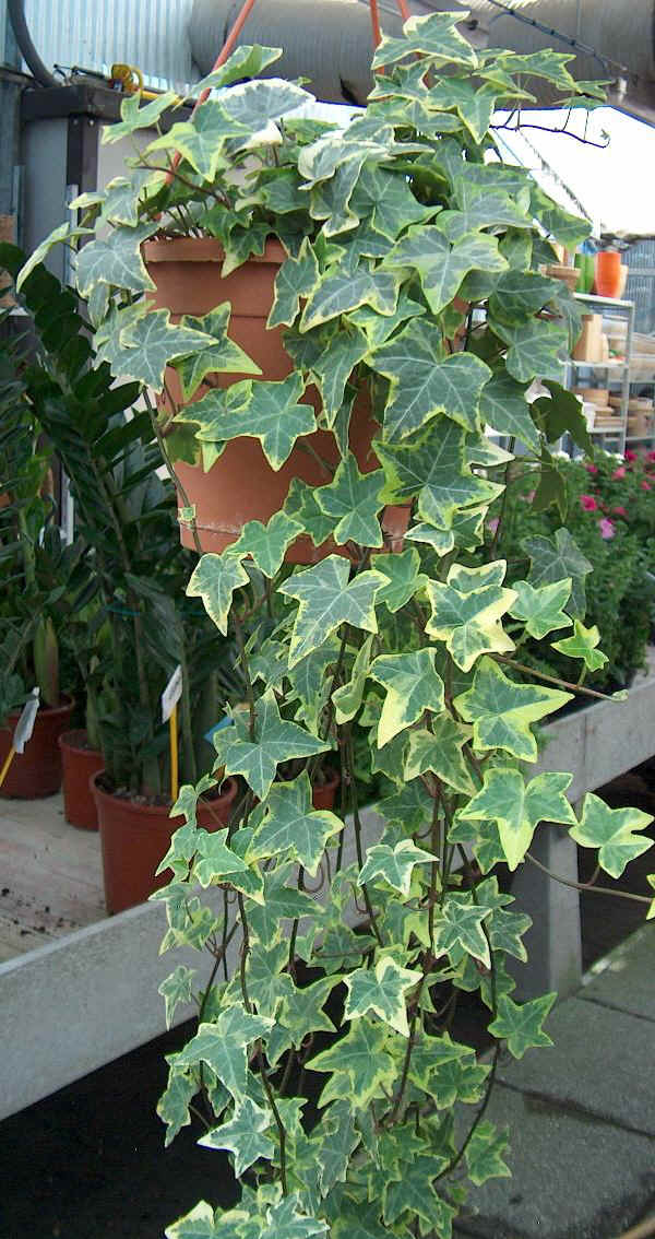 Piante da vaso: Hedera, edera, Hedera canariensis, Hedera helix, Hedera  chrysocarpa, Hedera colchica, Hedera hibernica, Hedera himalaya, Hedera  japonica