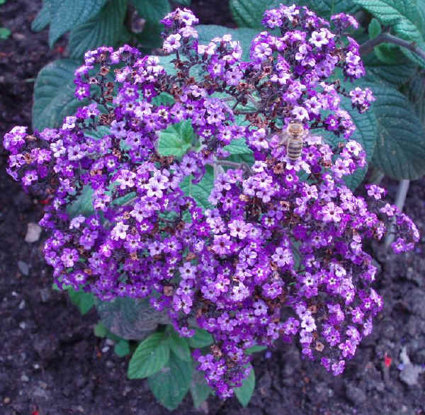 Heliotropium arborescens