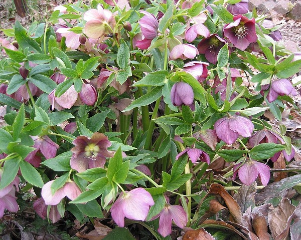 Helleborus orientalis