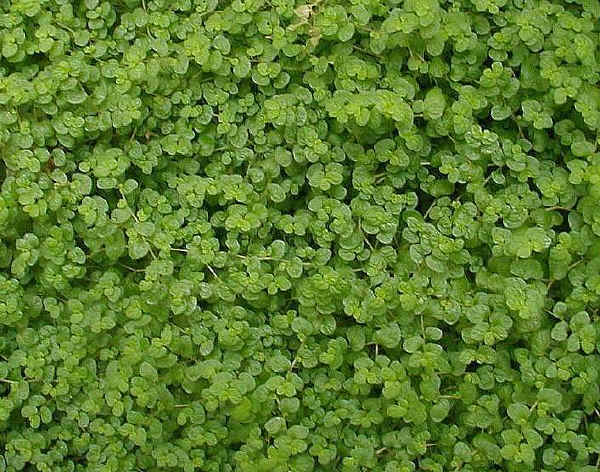 Helxine soleirolii - sin. Soleirolia soleirolii