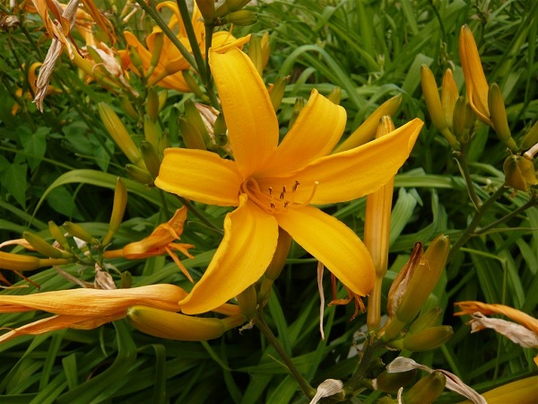 Hemerocallis aurantiaca