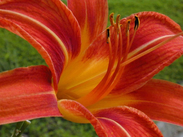 Hemerocallis fulva