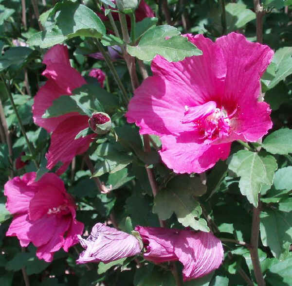 Hibiscus syriacus - Ibisco di Siria