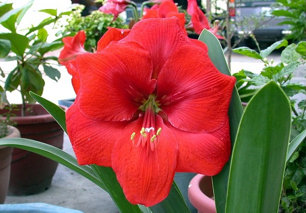 Hippeastrum equestre