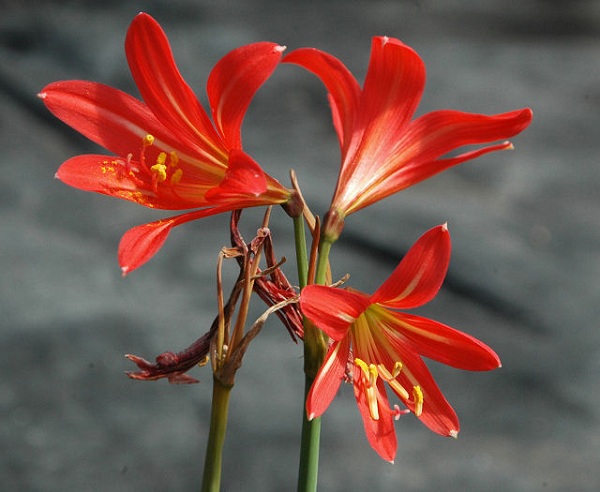 Hippeastrum pratense