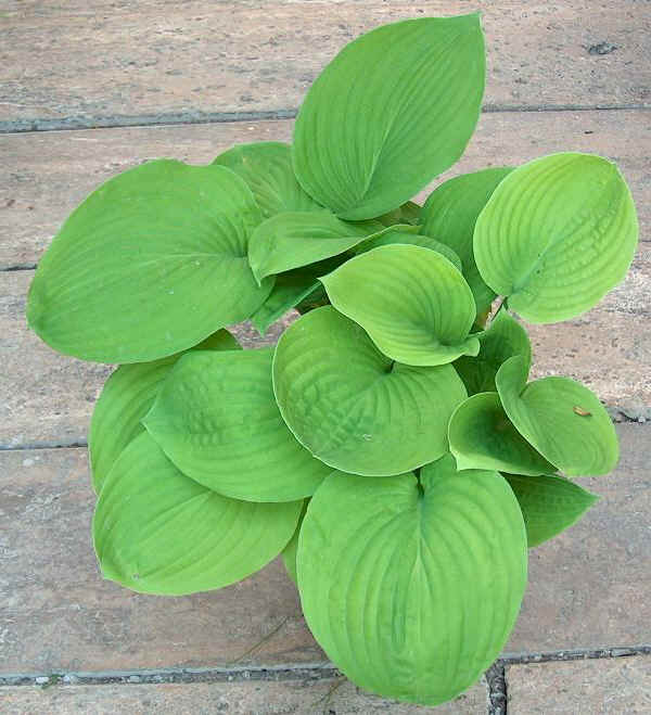 Hosta spp.