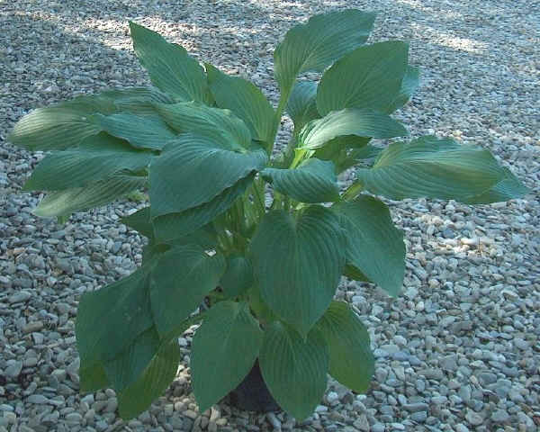 Hosta fortunei