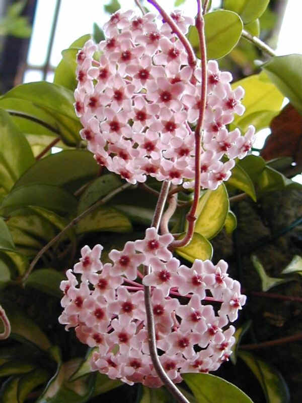 Hoya carnosa