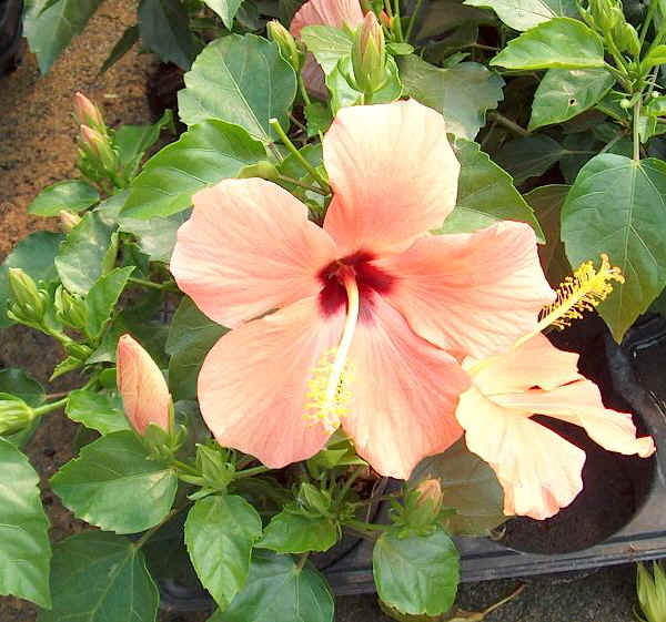 Fiori di Hibiscus