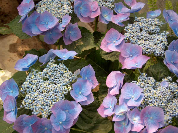 Hydrangea macrophylla