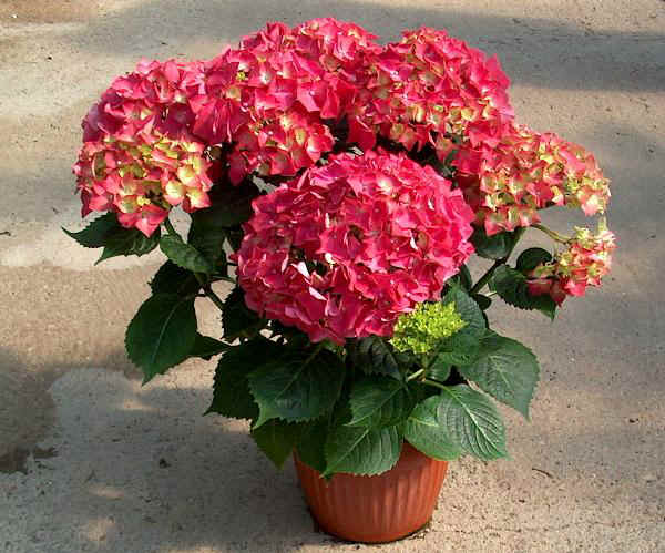 Hydrangea macrophylla