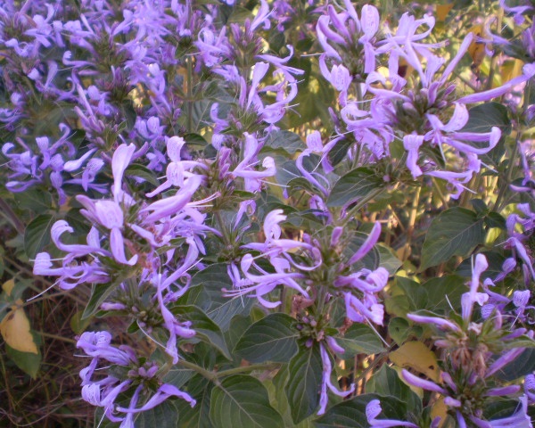 Hypoestes aristata