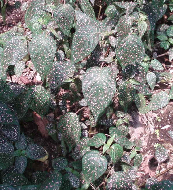 Hypoestes sanguinolenta o phyllostachya