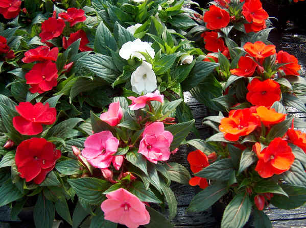 Impatiens