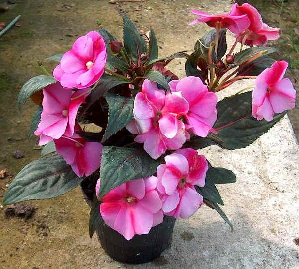 Impatiens