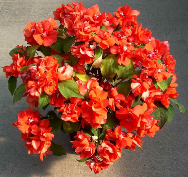 Impatiens - Fiesta