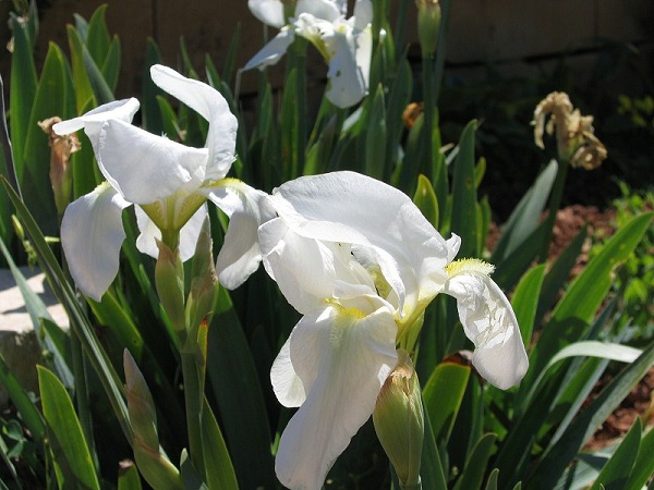 Iris florentina
