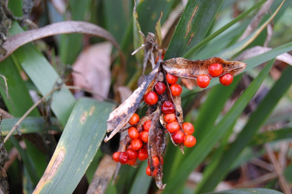 Iris foetidissima