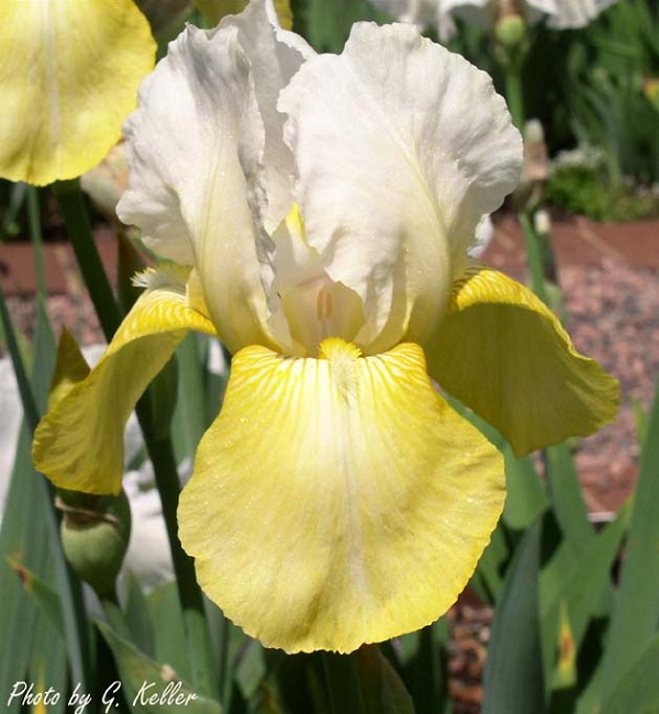 Iris Pinnacle