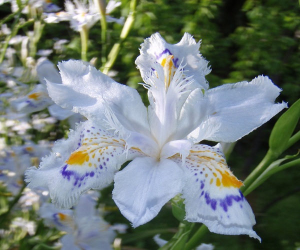 Iris japonica