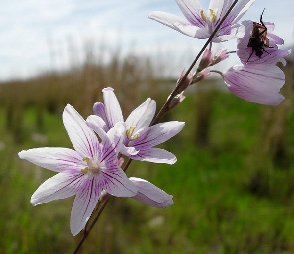 Ixia flexuosa