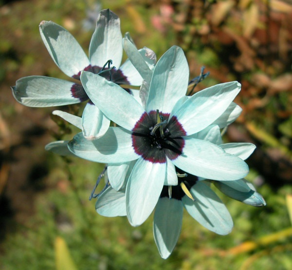 Ixia viridiflora