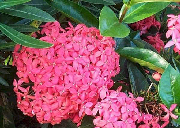 Ixora coccinea