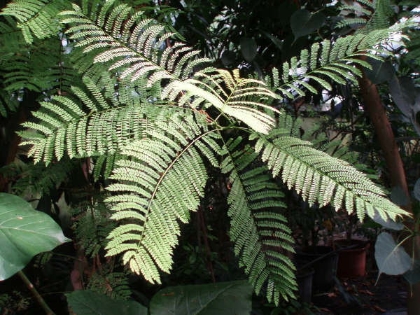 Jacaranda mimosaefolia