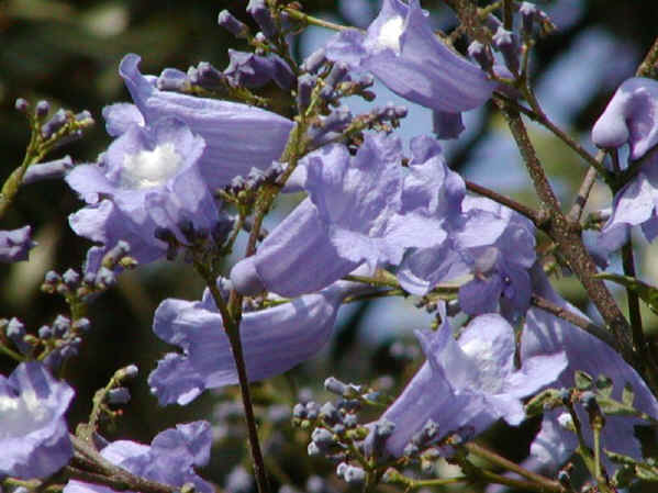 Jacaranda mimosaefolia