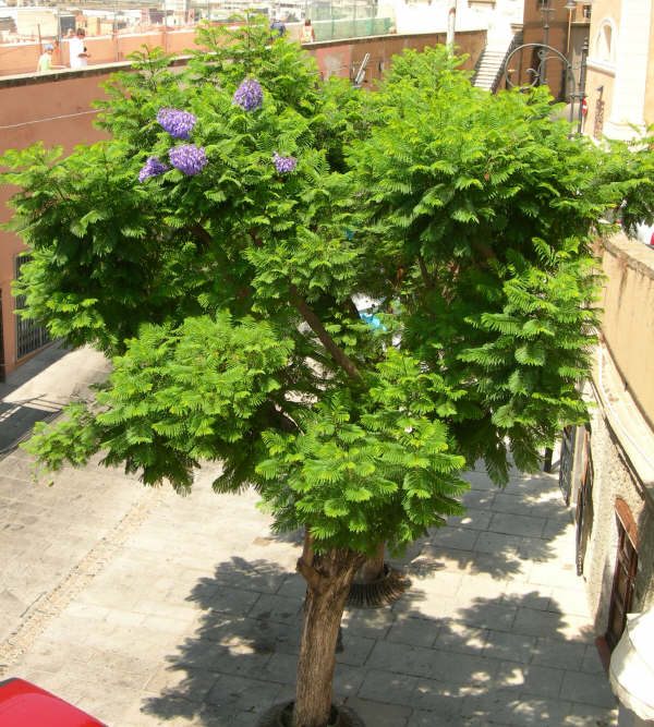 Jacaranda mimosaefolia