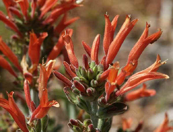 Jacobinia suberecta