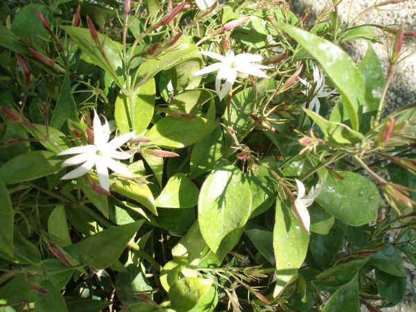 Jasminum nitidum 