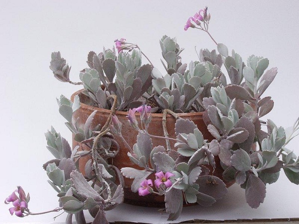 Kalanchoe pumila