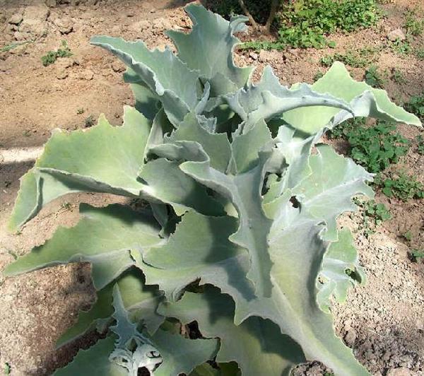 Kalanchoe beharensis