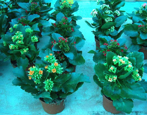 Kalanchoe blossfeldiana